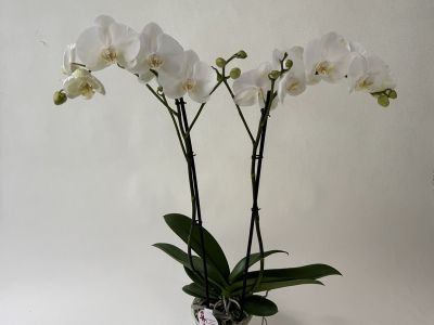 White Phalaenopsis orchid with two flowering spikes, many blooms and buds. The blooms have a delicate yellow-orange centre. Plant with green leaves and roots in a transparent pot against a light-coloured background.
